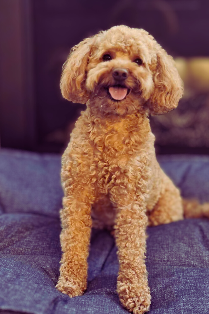 Gracie, a happy mini Golden Doodle with curly fur, sitting on a cozy blue cushion, her tongue playfully sticking out, radiating joy in a warm indoor setting.