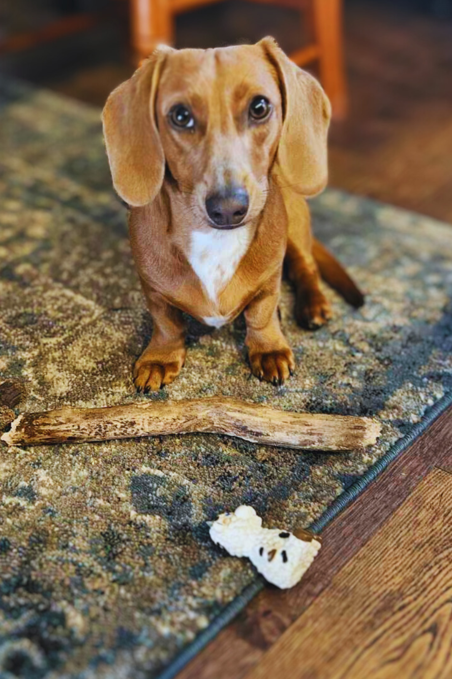 Frank, an adorable mini Dachshund with a curious expression, sitting on a patterned rug next to a chewed-up piece of wood branch and a squeaky dog toy.