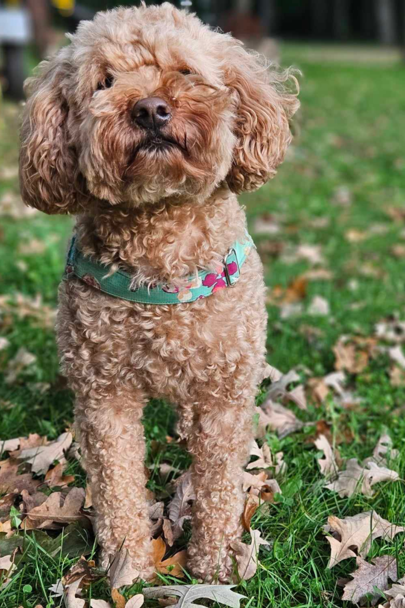 Gracie, a fluffy mini Golden Doodle with curly fur, standing on a grassy field scattered with autumn leaves, wearing a colorful floral harness.